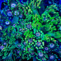 TSA Watermelon Punch Goniopora Coral