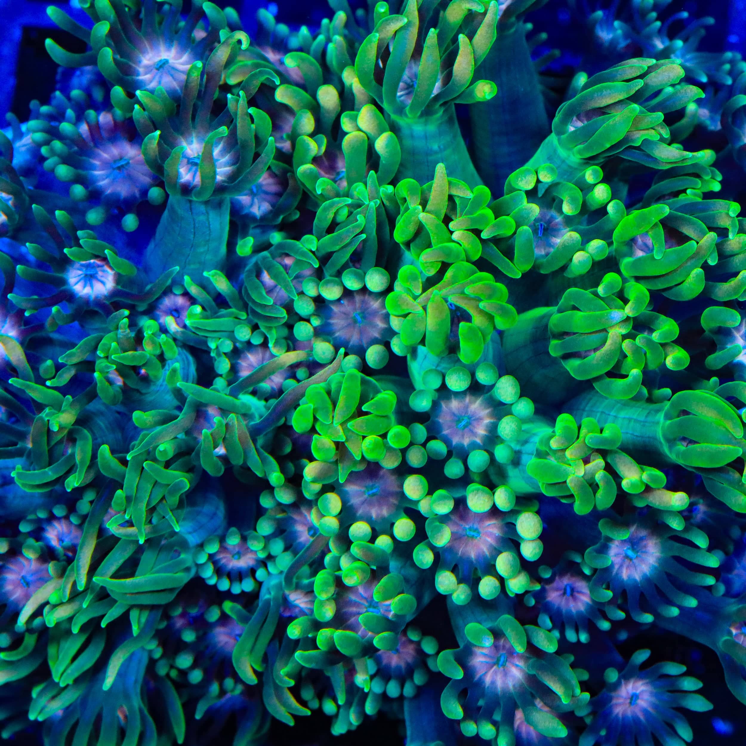 YOSA エコーラ TSA Watermelon Punch Alveopora Coral – Top Shelf Aquatics