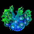 TSA Watermelon Punch Goniopora Coral