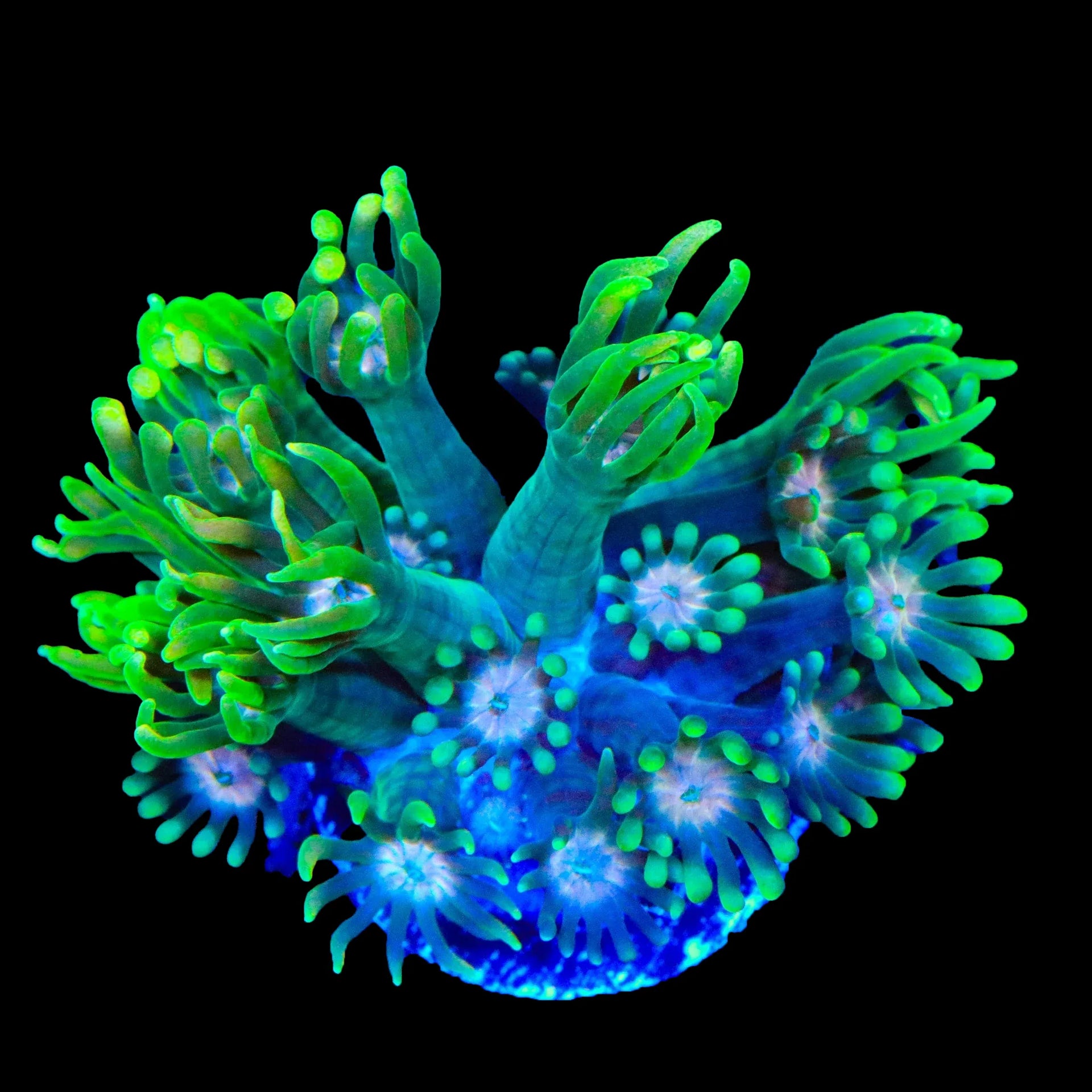 TSA Watermelon Punch Goniopora Coral – Top Shelf Aquatics