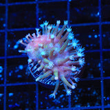 TSA Weeping Willow Toadstool Coral