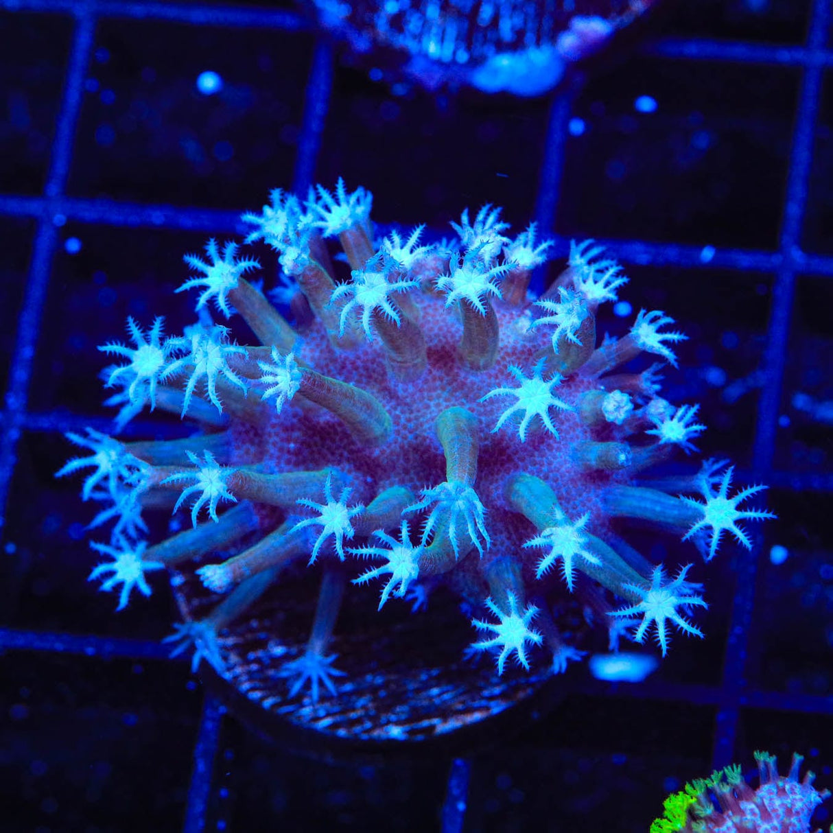 TSA Weeping Willow Toadstool Coral