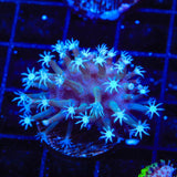 TSA Weeping Willow Toadstool Coral