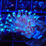TSA Weeping Willow Toadstool Coral