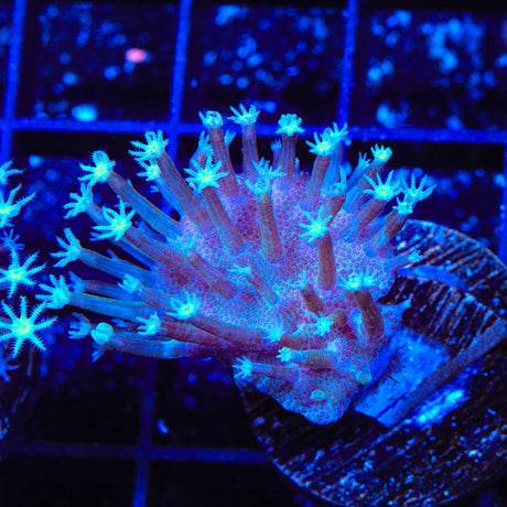 TSA Weeping Willow Toadstool Coral