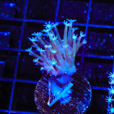 TSA Weeping Willow Toadstool Coral