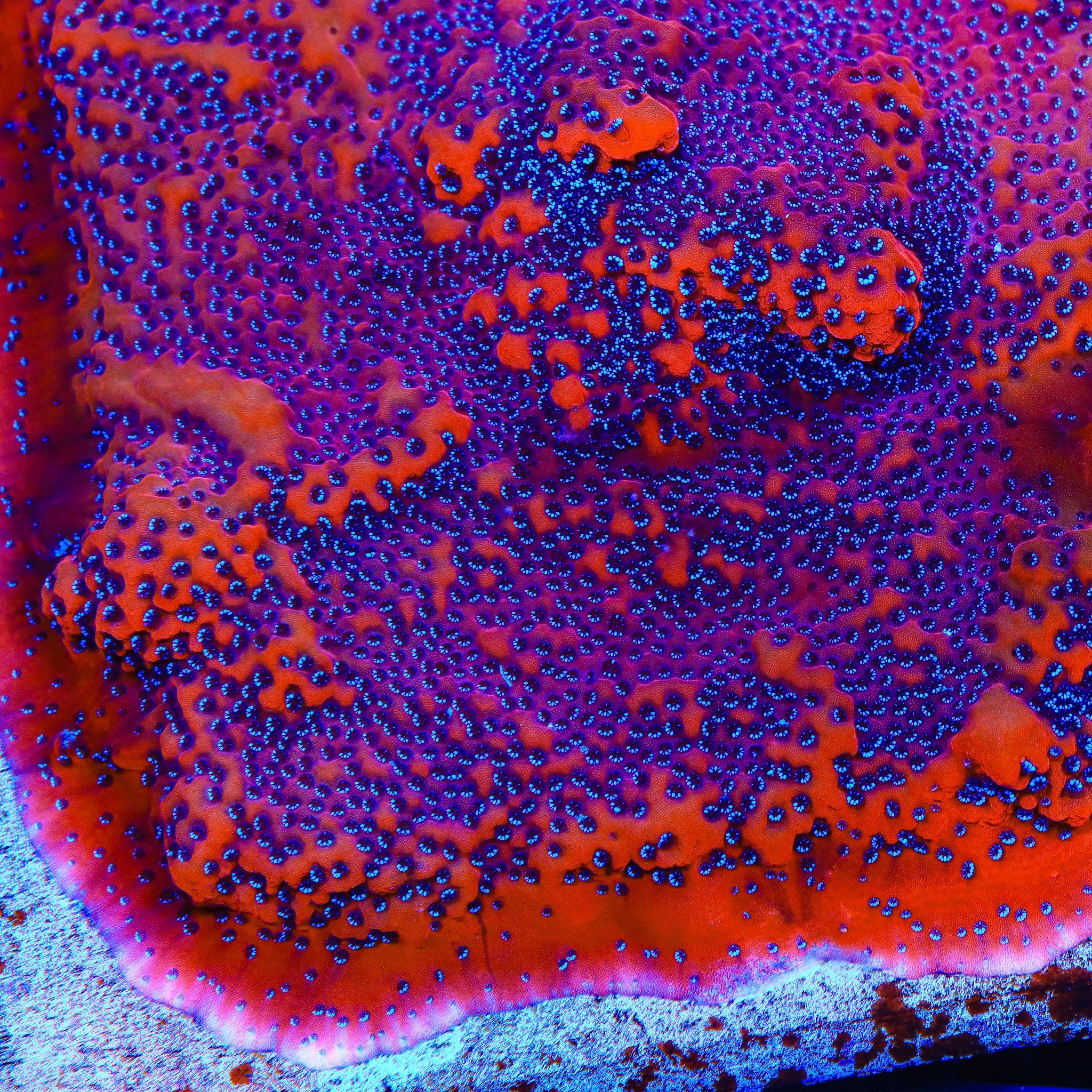TSA Where's Waldo Montipora Coral