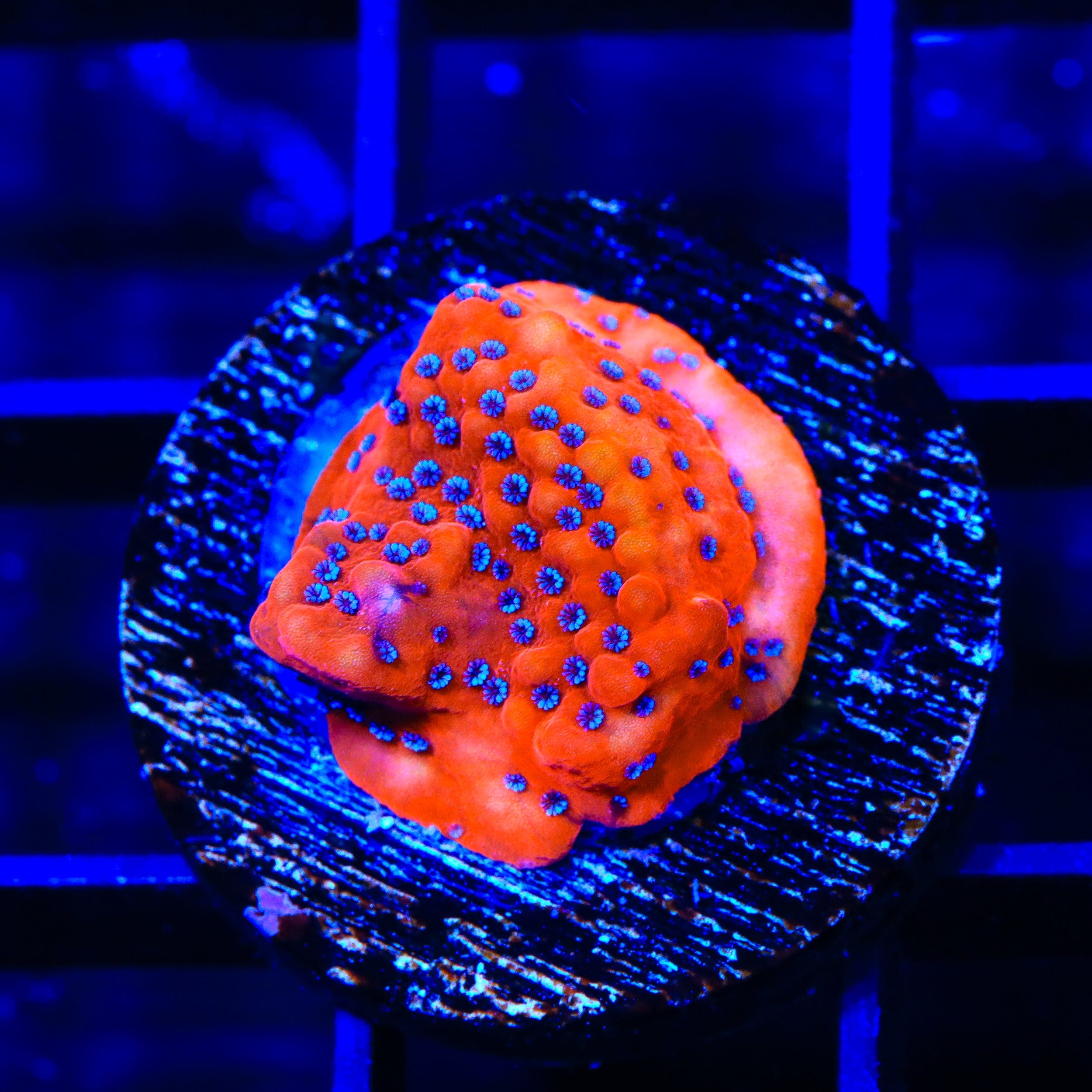 TSA Where's Waldo Montipora Coral – Top Shelf Aquatics