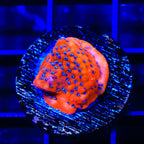 TSA Where's Waldo Montipora Coral