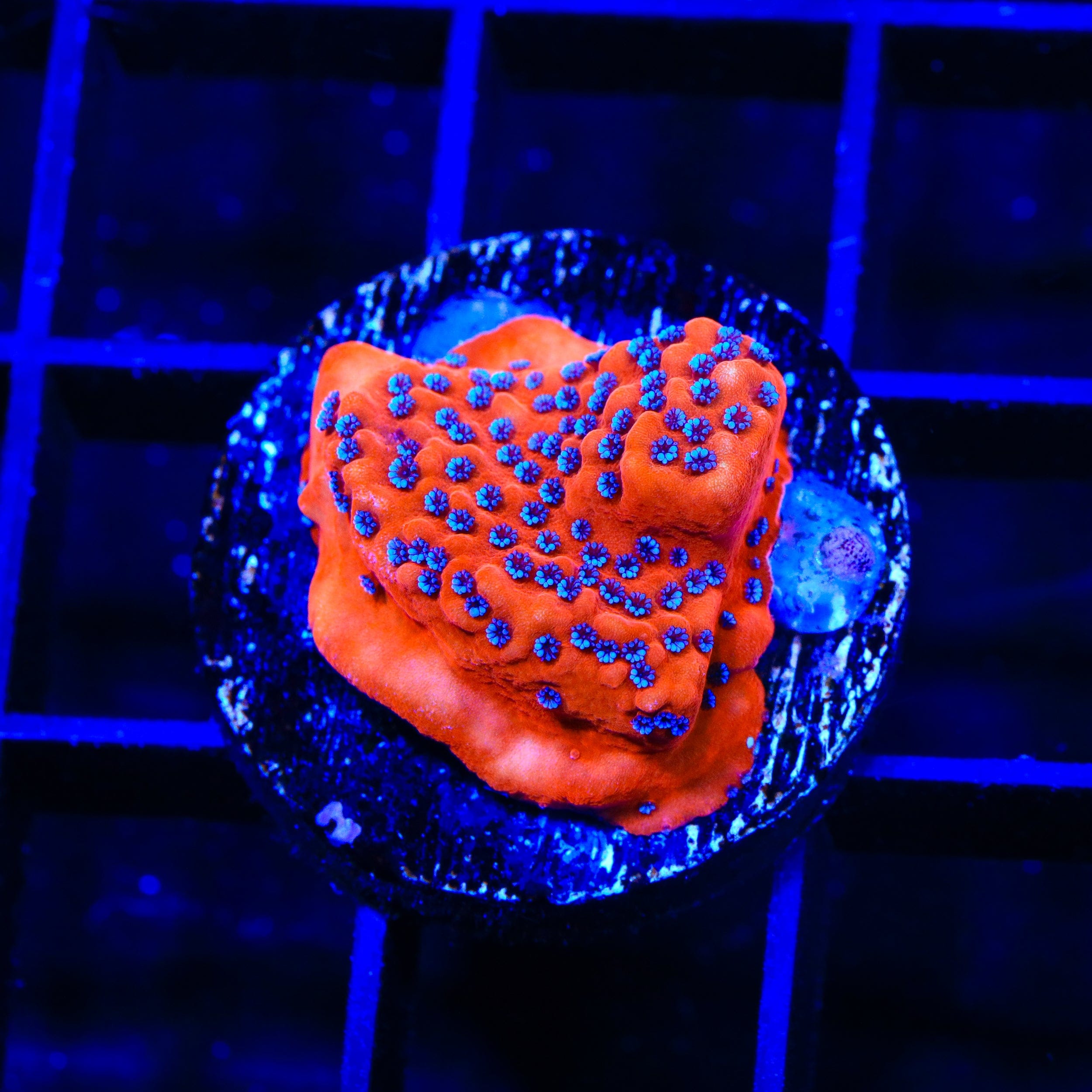 TSA Where's Waldo Montipora Coral – Top Shelf Aquatics