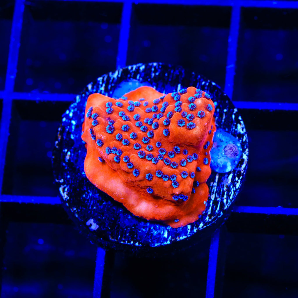 TSA Where's Waldo Montipora Coral