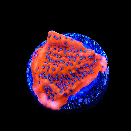 TSA Where's Waldo Montipora Coral