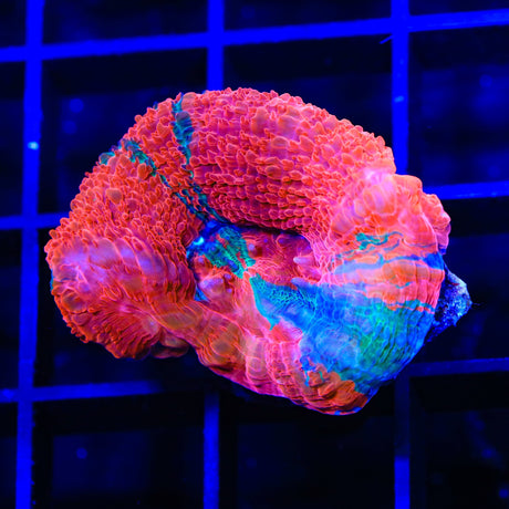 TSA Where's Waldo Montipora Coral