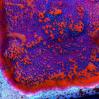 TSA Where's Waldo Montipora Coral
