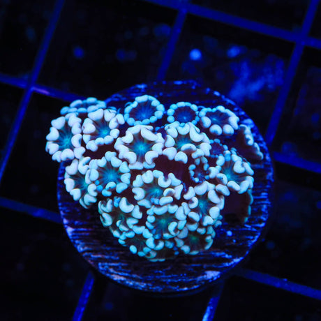TSA White Tip Alveopora Coral