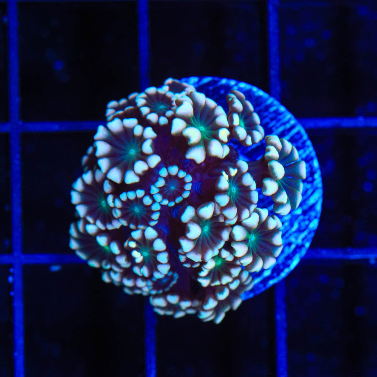 TSA White Tip Alveopora Coral