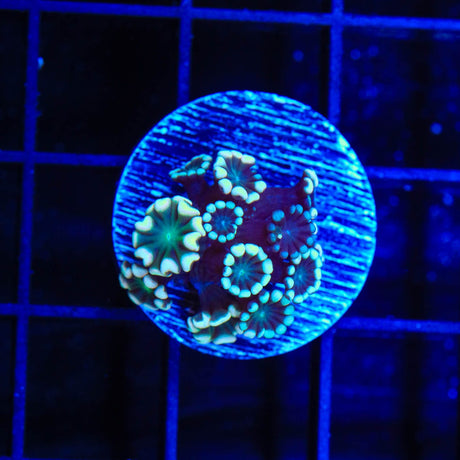 TSA White Tip Alveopora Coral