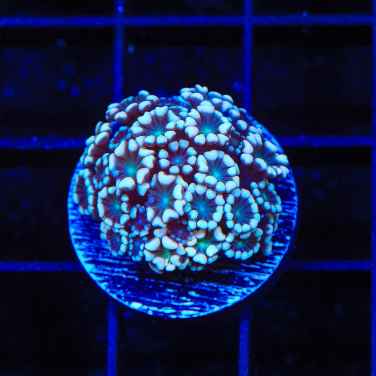 TSA White Tip Alveopora Coral