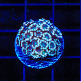 TSA White Tip Alveopora Coral