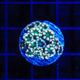 TSA White Tip Alveopora Coral