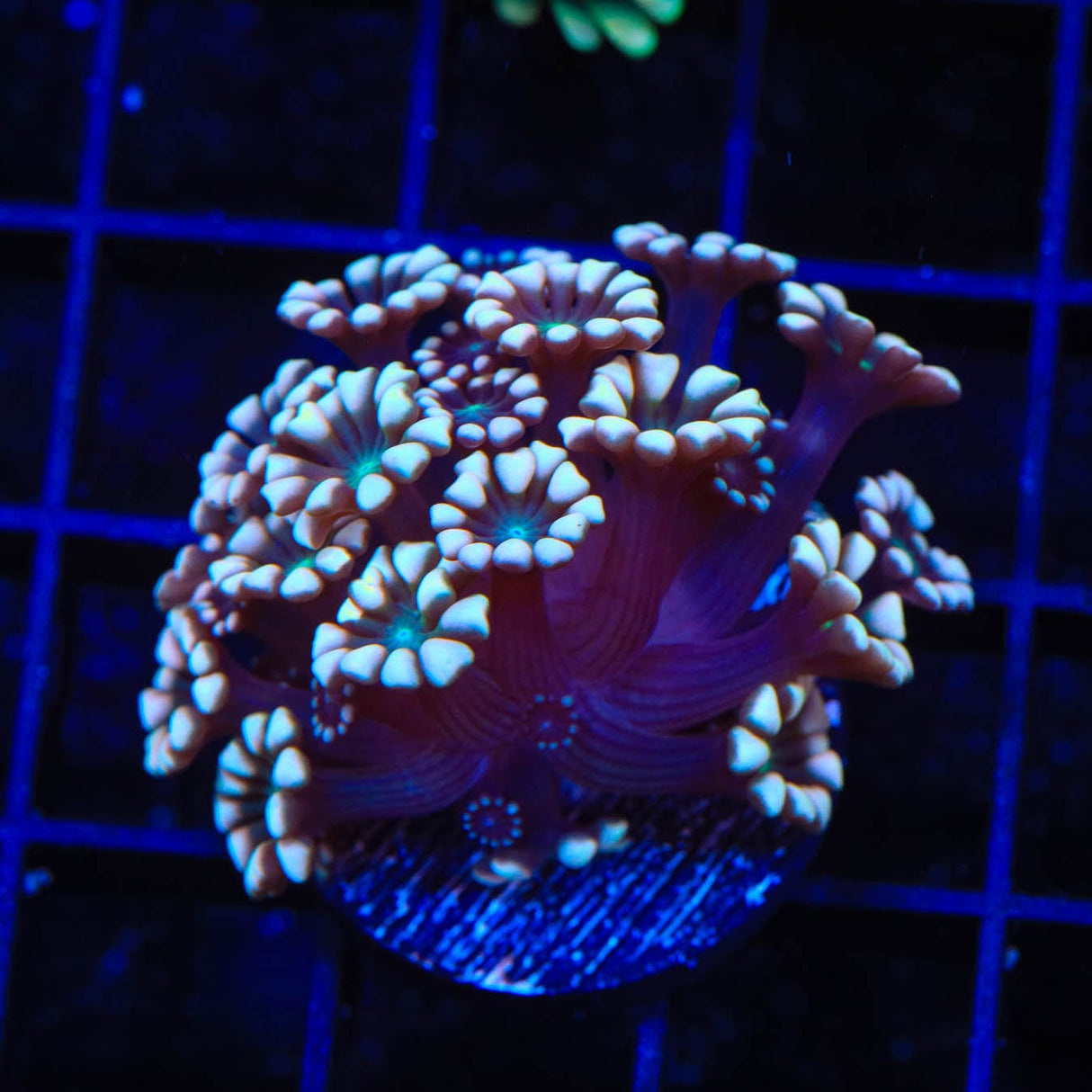 TSA White Tip Alveopora Coral