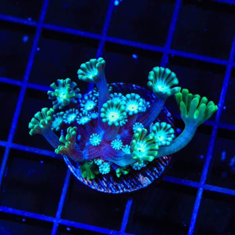TSA White Tip Alveopora Coral