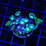 TSA White Tip Alveopora Coral