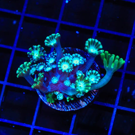 TSA White Tip Alveopora Coral