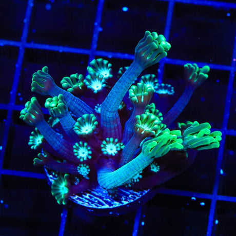 TSA White Tip Alveopora Coral
