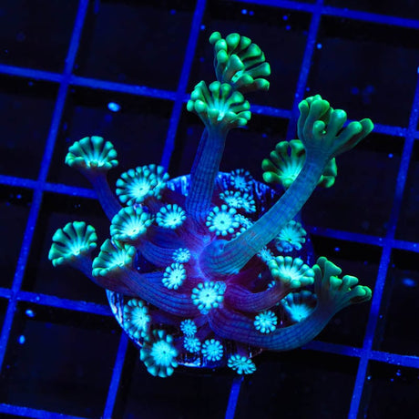 TSA White Tip Alveopora Coral