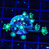 TSA White Tip Alveopora Coral
