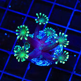 TSA White Tip Alveopora Coral