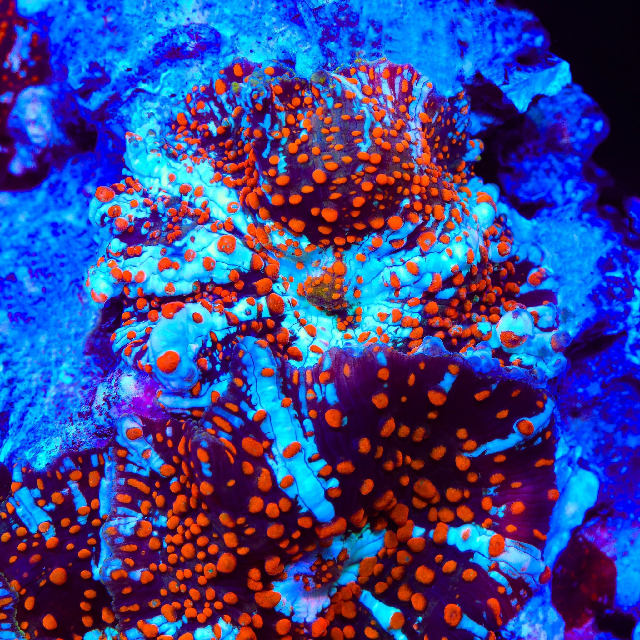 TSA White Widow Bounce Mushroom Coral – Top Shelf Aquatics
