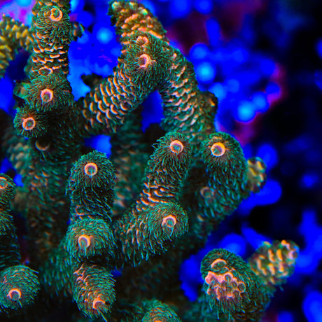 TSA Wicked Acropora Coral