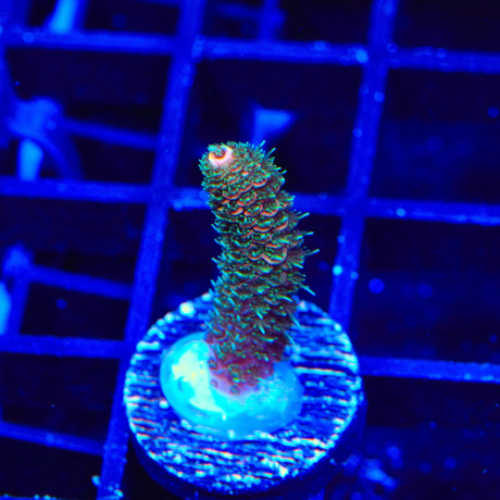 TSA Wicked Acropora Coral