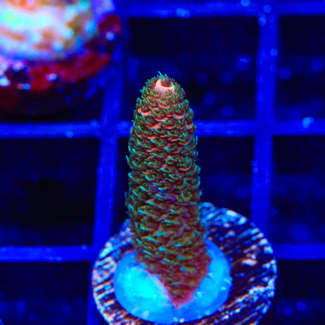 TSA Wicked Acropora Coral