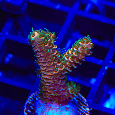 TSA Wicked Acropora Coral