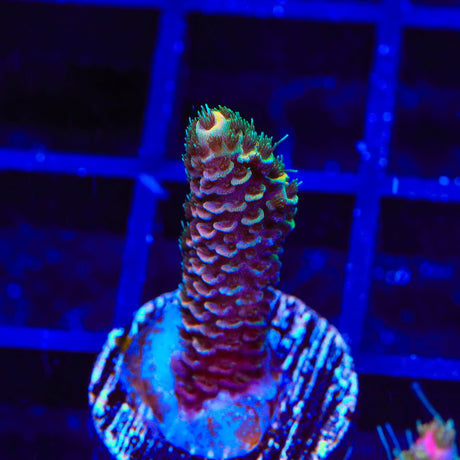 TSA Wicked Acropora Coral