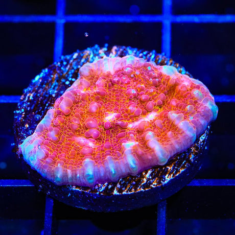 TSA Wild Fire Chalice Coral