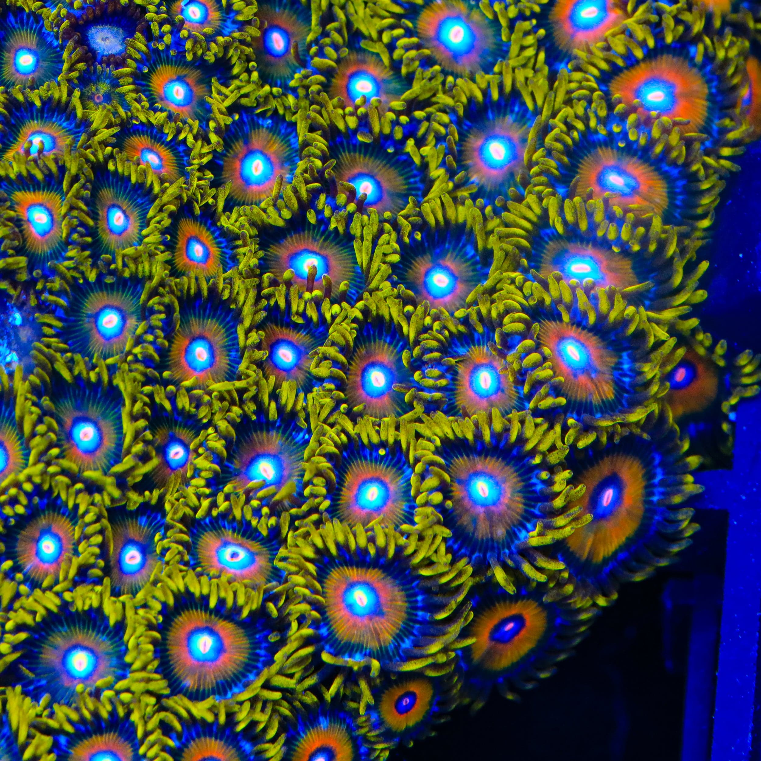 TSA Wild Flower Zoanthids Coral