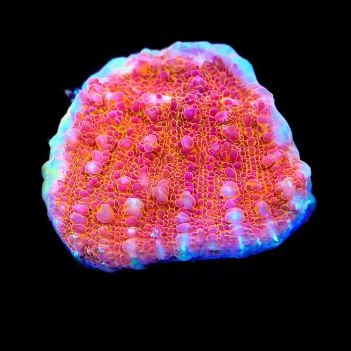 TSA Wildfire Chalice Coral