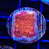 TSA Wildfire Chalice Coral