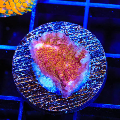TSA Wildfire Chalice Coral