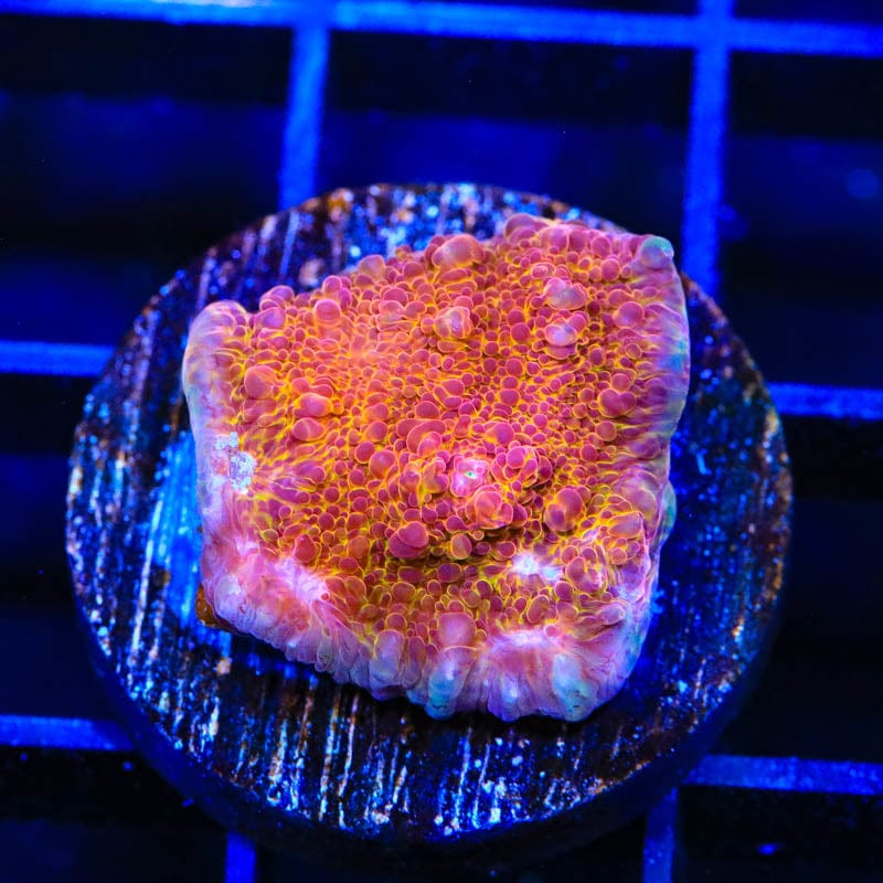 TSA Wildfire Chalice Coral
