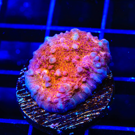 TSA Wildfire Chalice Coral