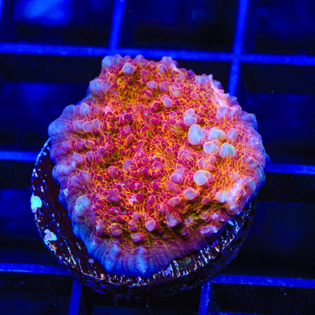 TSA Wildfire Chalice Coral