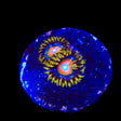 TSA Wildflower Zoanthids Coral