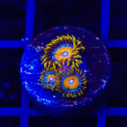TSA Wildflower Zoanthids Coral