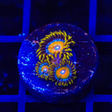 TSA Wildflower Zoanthids Coral