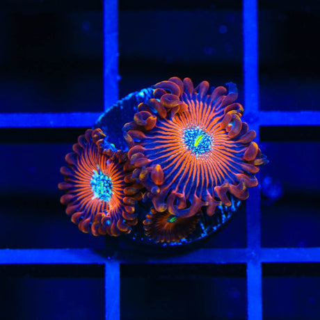 TSA Wizard Zoanthids Coral